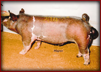 2011-IN-SF-$4000-Second-Place-Crossbred-Classic-Boar-Sold-to-McCoy’s