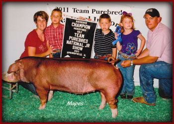2011-Team-Purebred-Jr-National-Res-Hereford-Gilt-shown-by-us